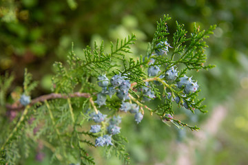 Bourgeons de sapin
