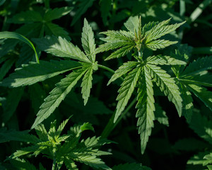 Young wild cannabis plants, illuminated by sunlight.