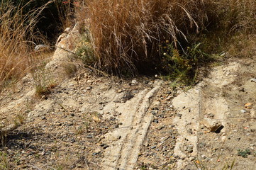 anthill in the forest