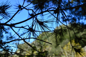 pine branch with blue sky