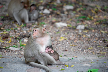 Monkey on the mountain at Chonburi of thailand