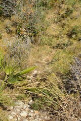 plant in garden