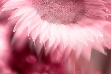 sunflower on pink background