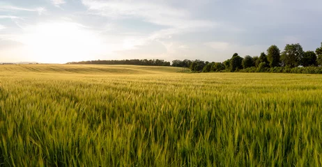 Mooi gewasveld. zomer zonsondergang panorama rond © sidorovstock