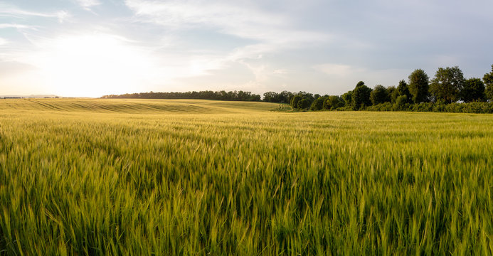 Beautiful crop field. summer sunset panorama around
