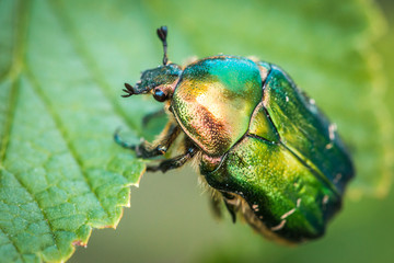 Cetonia aurata, called the rose chafer or the green rose chafer. A beetle on a green leaf. - obrazy, fototapety, plakaty