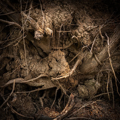 Root of tree in underground for abstract natural background