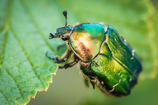 Cetonia aurata, called the rose chafer or the green rose chafer. A beetle on a green leaf.