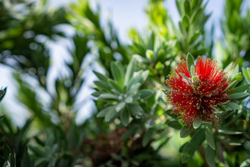 weeping bottlebrush
