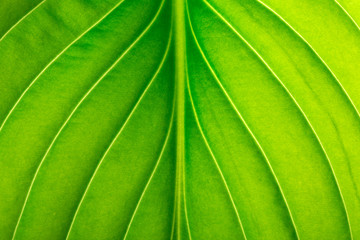Texture of a green leaf as background. leaf texture