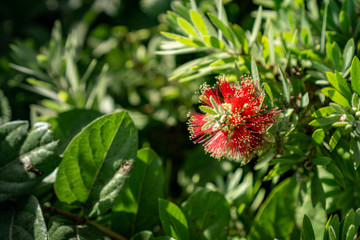 weeping bottlebrush