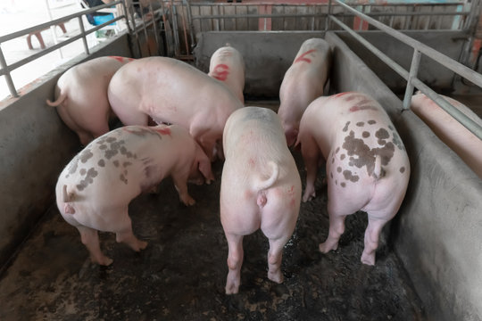 Many pigs in the cage at the farm