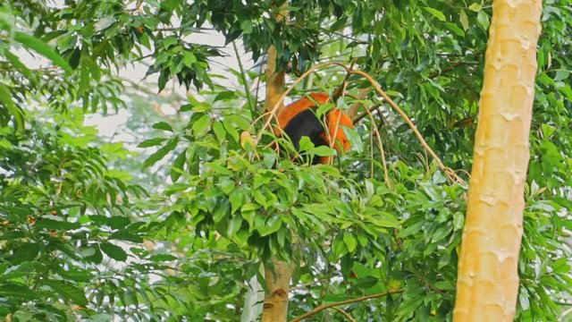 Roter Vari Lemur klettert und isst in den gr&uuml;nen B&auml;umen Masoala