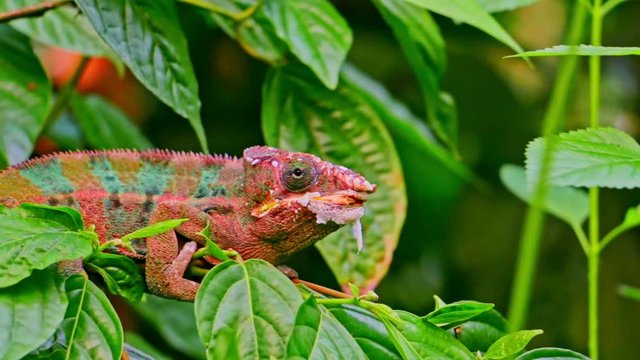 rotes Cham&auml;leon auf Ast, chameleon