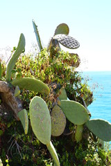 tropical paradise island