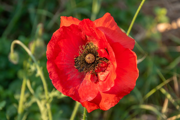 Bright red poppy (Papaver orientale) in the sun.