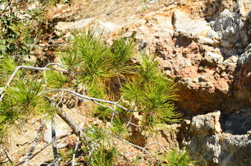 plant in garden