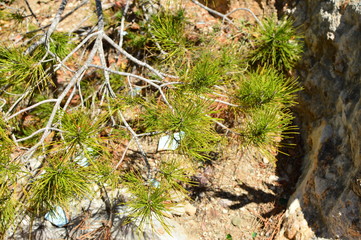 plant in garden