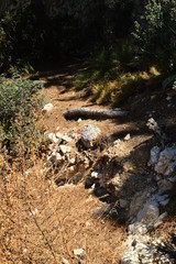 stream in the forest