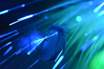 Игра света,перо