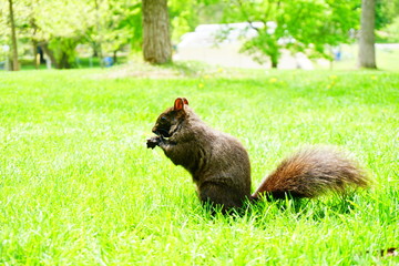  Squirrel in the park