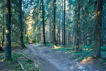 Autumn forest on sunny day . autumn leaf