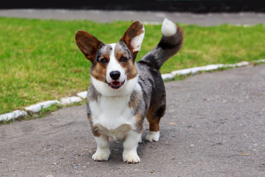 Cardigan sales welsh corgis