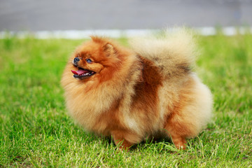 The dog breed pomeranian spitz
