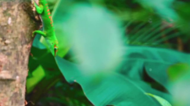 gr&uuml;ner Gecko, Madagaskar Taggecko, Eidechse