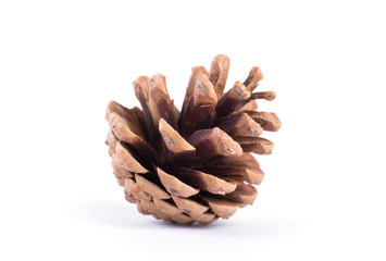 fir cone on a white background
