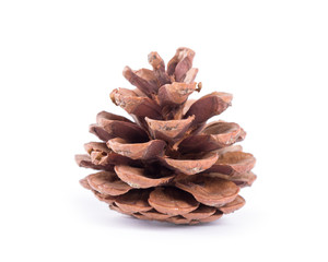 fir cone on a white background