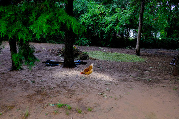 Chicken eating food on ground of woods, outdoors on rural farm.