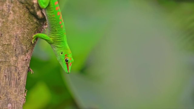 gr&uuml;ner Gecko, Madagaskar Taggecko, Eidechse