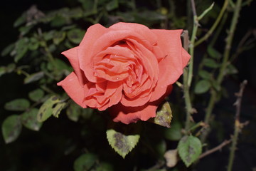 red rose flower
