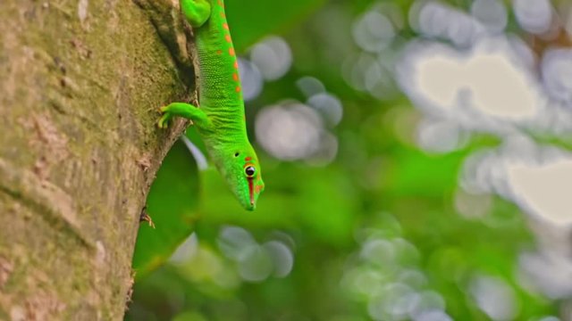 gr&uuml;ner Gecko, Madagaskar Taggecko, Eidechse