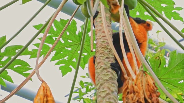 Roter Vari Lemur klettert und isst in den gr&uuml;nen B&auml;umen Masoala