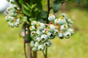 Blueberries ripen on bush. Gardening, harvesting berries.