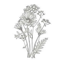 Tansy and Chamomile. Bouquet of hand drawn flowers and herbs. Botanical plant illustration. Handwritten abstract text wallpaper. - obrazy, fototapety, plakaty