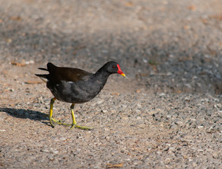 Black moorhen on the ground