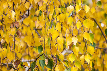 The background of a yellow autumn birch leaf_