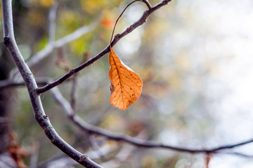 Lone dry orange leaf on a bare branch in the fall. Autumn sadness_