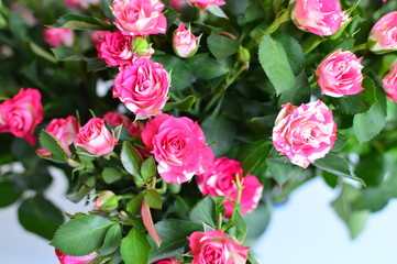 bouquet of pink roses