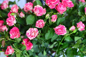 bouquet of pink roses