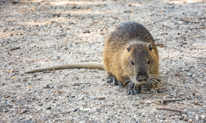 Nutria on the stone flooring in the zoo