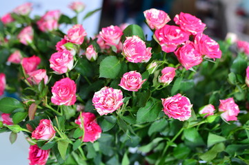bouquet of pink roses