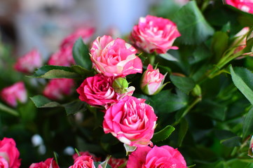 bouquet of pink roses