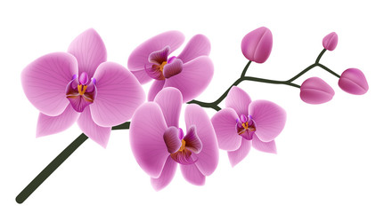 Fototapeta na wymiar Pink orchid flower branch with buds and flowers. Vector illustration isolated on white, for tropical design, romantic background or floral banner 