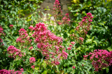 Plantes de printemps