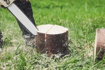 The guy chops the old tree in the mountains with a chainsaw. Ukrainian Carpathian Mountains....