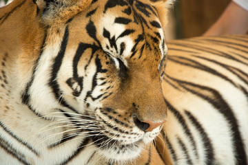 Tiger Close Up Portrait